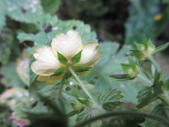 Potentilla freyniana