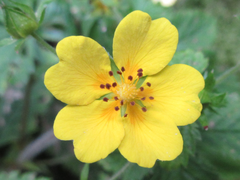 Potentilla freyniana