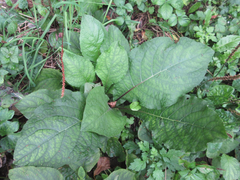 Carpesium macrocephalum