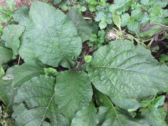 Carpesium macrocephalum