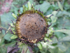 Carpesium macrocephalum