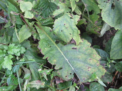 Carpesium macrocephalum