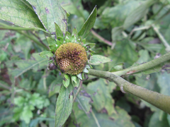 Carpesium macrocephalum