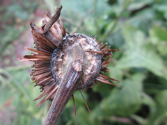 Carpesium macrocephalum