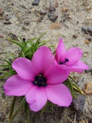 Moraea versicolor