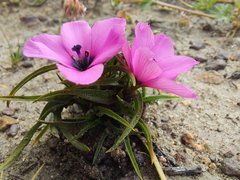 Moraea versicolor