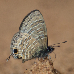 Prosotas nora ardates