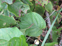 Actinidia polygama