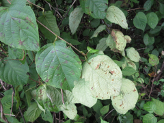 Actinidia polygama