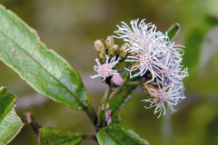 Aristeguietia discolor