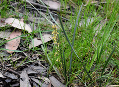 Lomandra multiflora multiflora