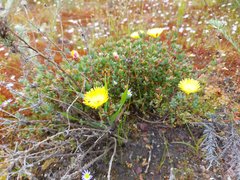 Lampranthus glaucus