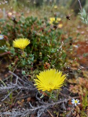 Lampranthus glaucus