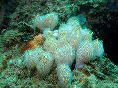 Botrylloides magnicoecus