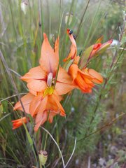 Gladiolus meliusculus