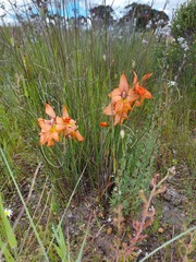 Gladiolus meliusculus