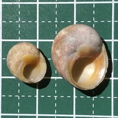 Chrysostoma paradoxum