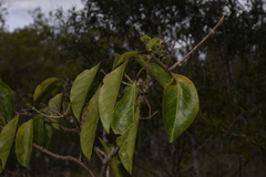 Clerodendrum floribundum