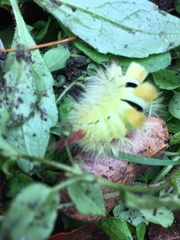 Calliteara pudibunda