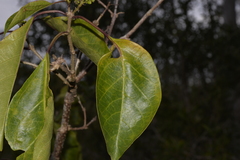 Clerodendrum floribundum