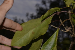 Clerodendrum floribundum