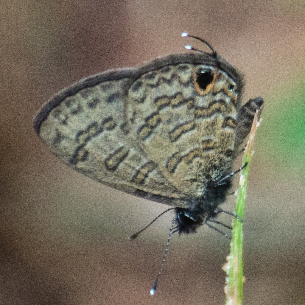 Common Line Blue