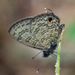 Indian Common Lineblue - Photo (c) Gerard Chartier, some rights reserved (CC BY), uploaded by Gerard Chartier