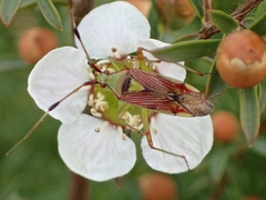 Pseudopantilius australis