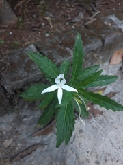 Hippobroma longiflora