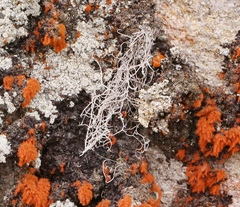 Dendrographa