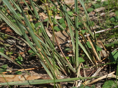 Lomandra multiflora multiflora