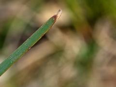 Lomandra multiflora multiflora