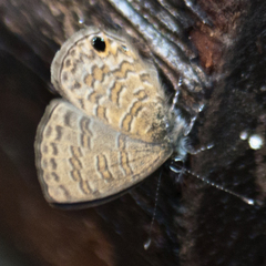 Prosotas nora ardates