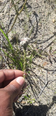 Trichocephalus stipularis