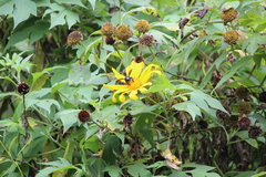 Tithonia diversifolia
