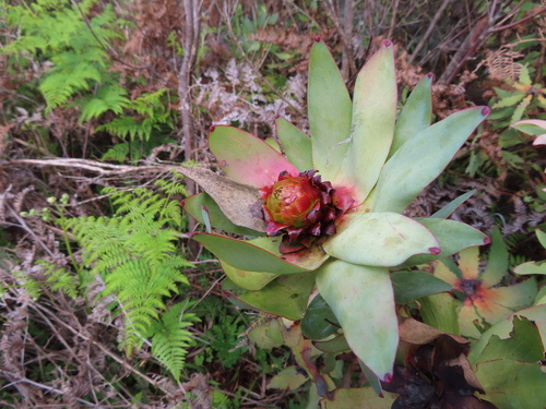 Western-Spicy Conebush hybrid (Leucadendron sessile)