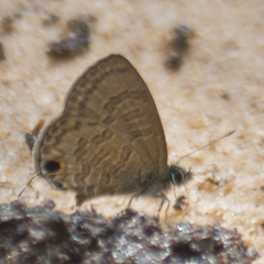 Prosotas nora ardates