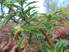 Cliffortia phillipsii