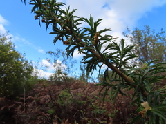 Cliffortia phillipsii