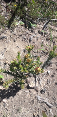 Leucadendron thymifolium