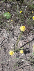 Leucadendron thymifolium