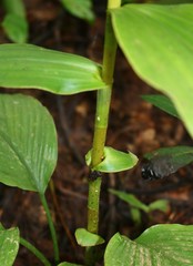 Peristylus plantagineus