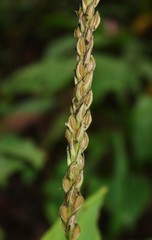 Peristylus plantagineus