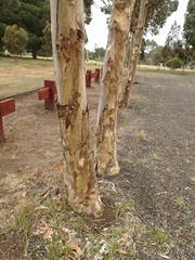 Eucalyptus cladocalyx