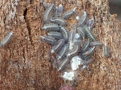 Polyxenus lagurus