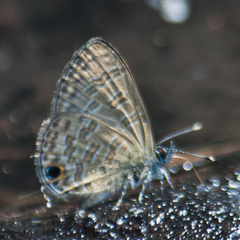 Prosotas nora ardates