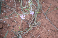Convolvulus graminetinus