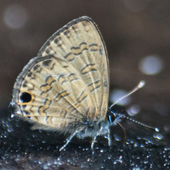 Prosotas nora ardates