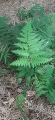 Dennstaedtia