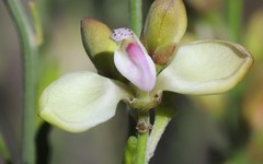 Comesperma integerrimum